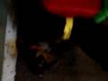 5 week old Miniature pinscher puppies..part 2 