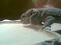 Bartagame am trinken