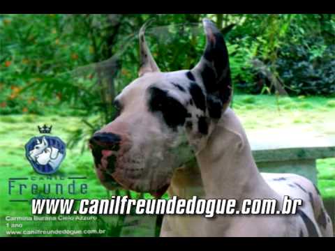 grand danes