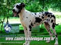 Canil Freunde Dogue 2009