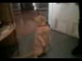 videos de Maxulino Xinxulanxo Surikate