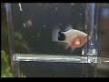 Platy gives birth ( 8 births shown ) Last 2 drops are great