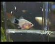 Platy gives birth ( 8 births shown ) Last 2 drops are great