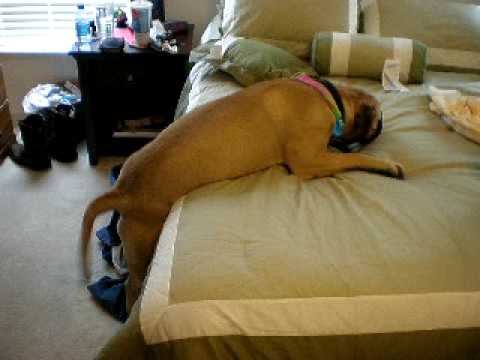 bullmastiff
