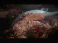 Polvo vs Tubar�o