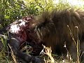 lions eating a gnu, wildebeest