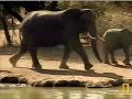More Fatty vs elephants More Fatty vs elephants