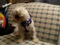 videos de Skitzo Puppy
