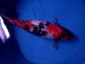 videos de Royal Koi