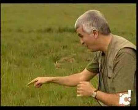 Chigüesque TV: El lagarto cantor
