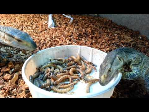 YouTube reptile video