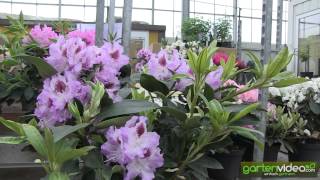#1131 Rhododendron Hybride Blue Peter