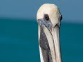 Birds of South Florida