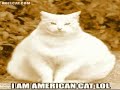 VideoGifanimation Gatti in RockeRoll divertente comic cats