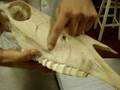 Anatomia veterinaria I (VÍDEO 1) - UENP FFALM 18° TURMA