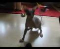 Sphynx - Tyrell Mutiny in heaven - Muty