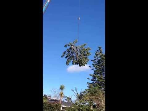 how to fertilize norfolk pine