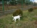 Parson Russel Terrier Szczeniak - Hododowla REMITAL POLAND
