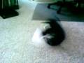 Cat Attacks His Football Again