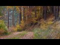 JESIEŃ AUTUMN Wyk