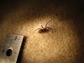 Brown Recluse Spider