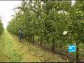 FRANCE24-EN-Report- A way to reduce pesticide