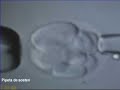 Biopsia de blast�mera