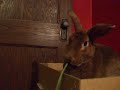 Cinnamon vs A Carrot Top