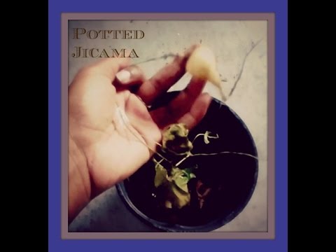 how to grow jicama from seeds