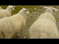Schapen