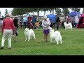 World Dog Show Herning, Denmark 2010 - samoyeds - BOB