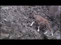 Tagging a predator on the hunt - Snow Leopard: Beyond the Myth - BBC animals