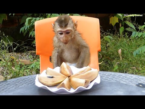 Pity Monkey!! Donal Not Want To Eat Anything