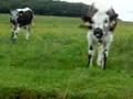 Les vaches alsaciennes