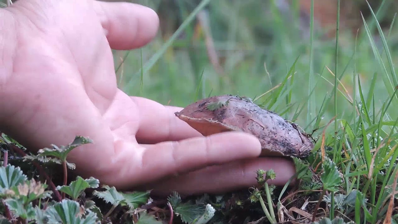 VERDEPAMBA Community