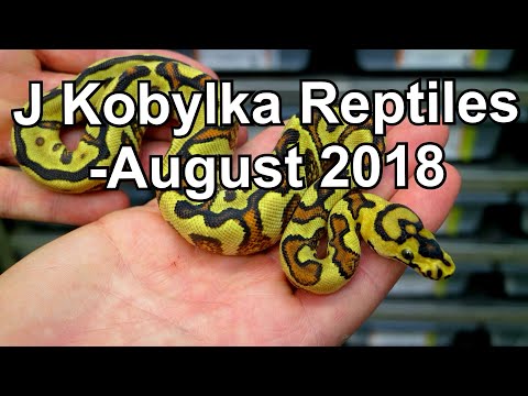 YouTube reptile video