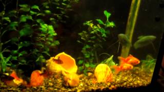 FISH IN MY AQUARIUM 3 (рыбки в моём аквариуме под Andre Fly - Inspiring Lounge Music 8) 1 HOUR