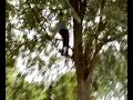 salto giu da un ramo
