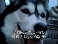 シベリアンハスキーと散歩
