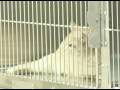 Advanced Animal Care