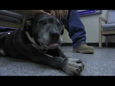 Pitbulls and Parolees Promo V2 Pitbulls and Parolees Promo V2