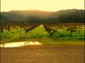 Vineyard
