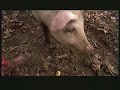 Rainwear pigs in the mud Rainwear pigs in the mud