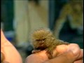 ABC da Amazônia - Sagui-Leãozinho - o menor símio do mundo!