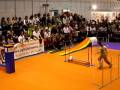 ALIE en una Exhibicio d'Agility (12.10.08)