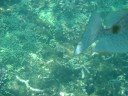 Snorkling in Redang 3