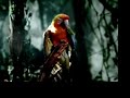 TV-Spot von Rettet den Regenwald e.V. TV-Spot von Rettet den Regenwald e.V.
