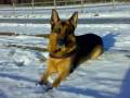 videos de In Loving Memory of Cimbo, Juni and Brisco