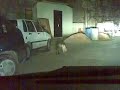  gatti licata gare clandestine mollarella