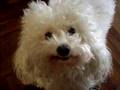 el caniche toby